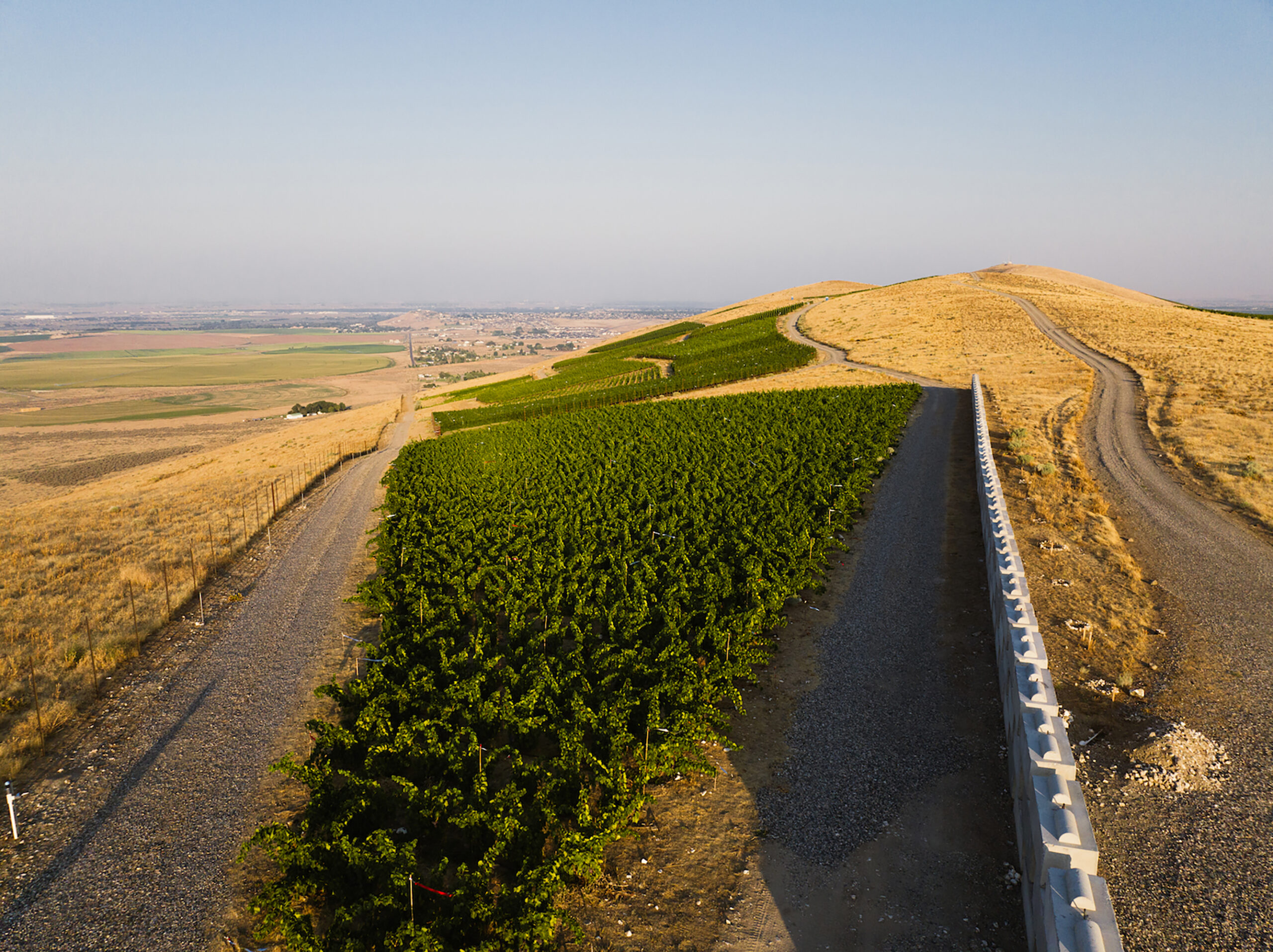WEV_Vineyard_0394