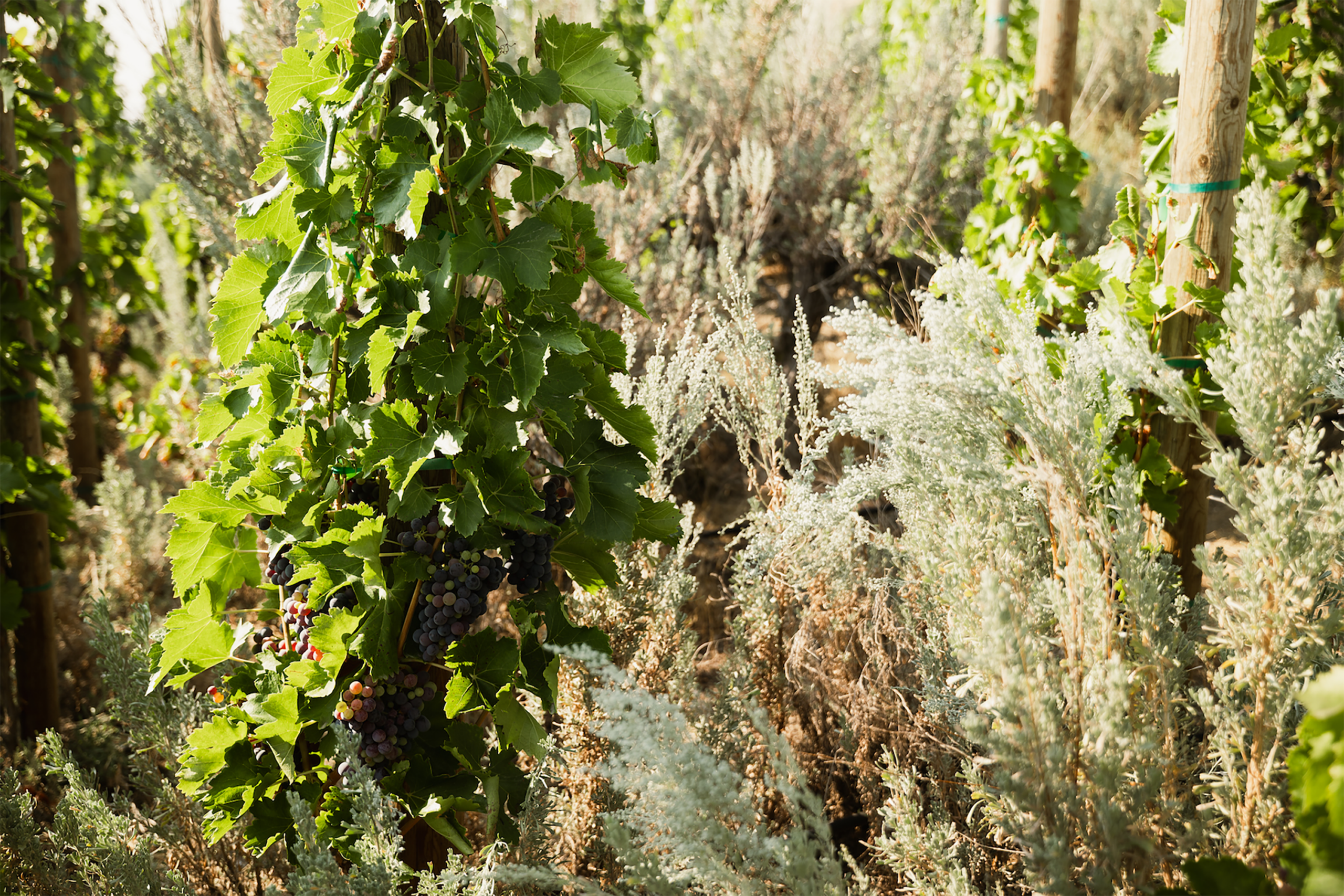 WEV_Vineyard_13