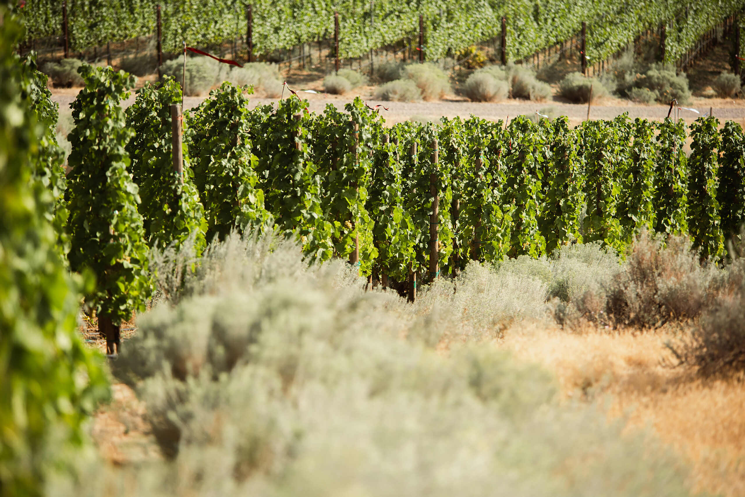 WEV_Vineyard_P1168449