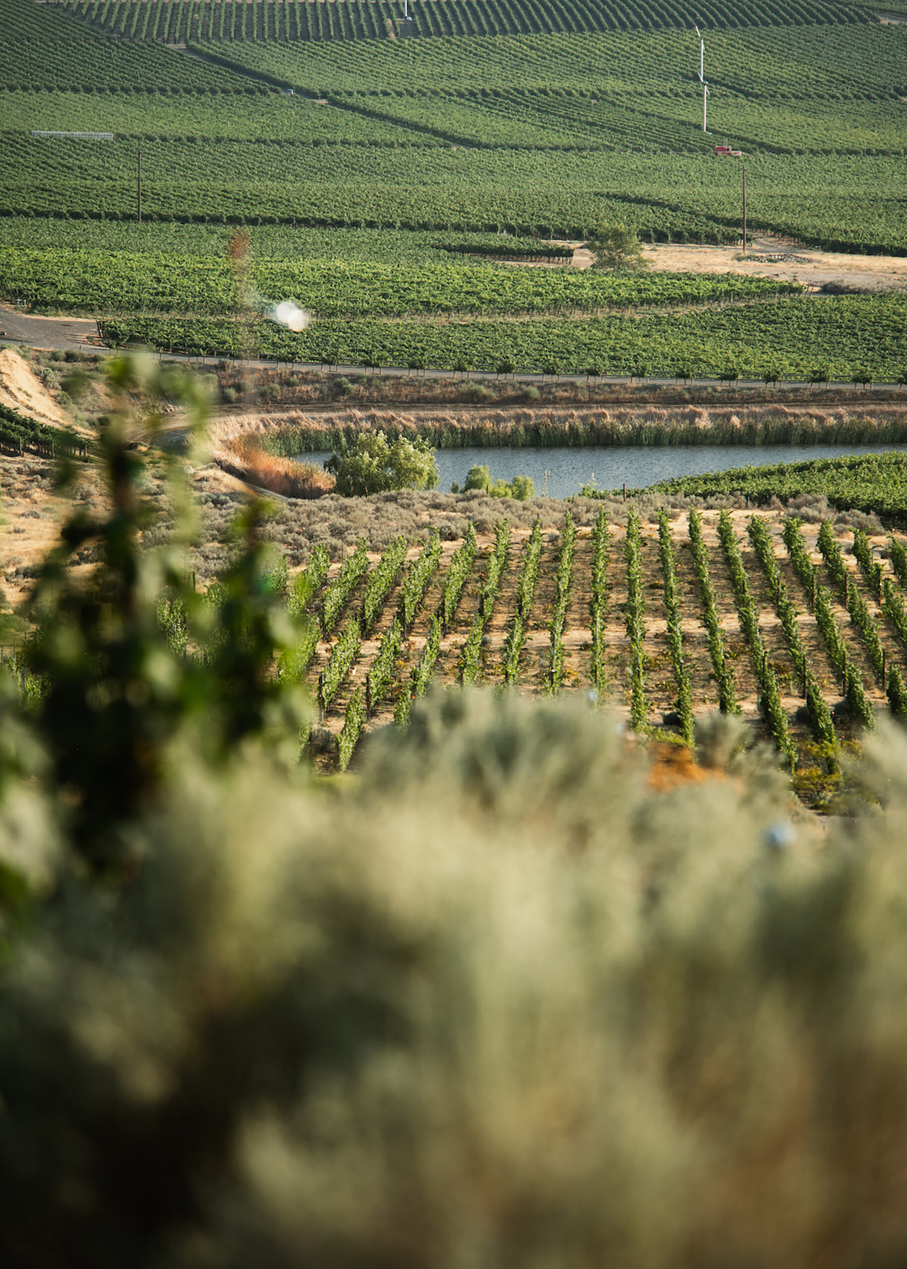 WEV_Vineyard_P1168506