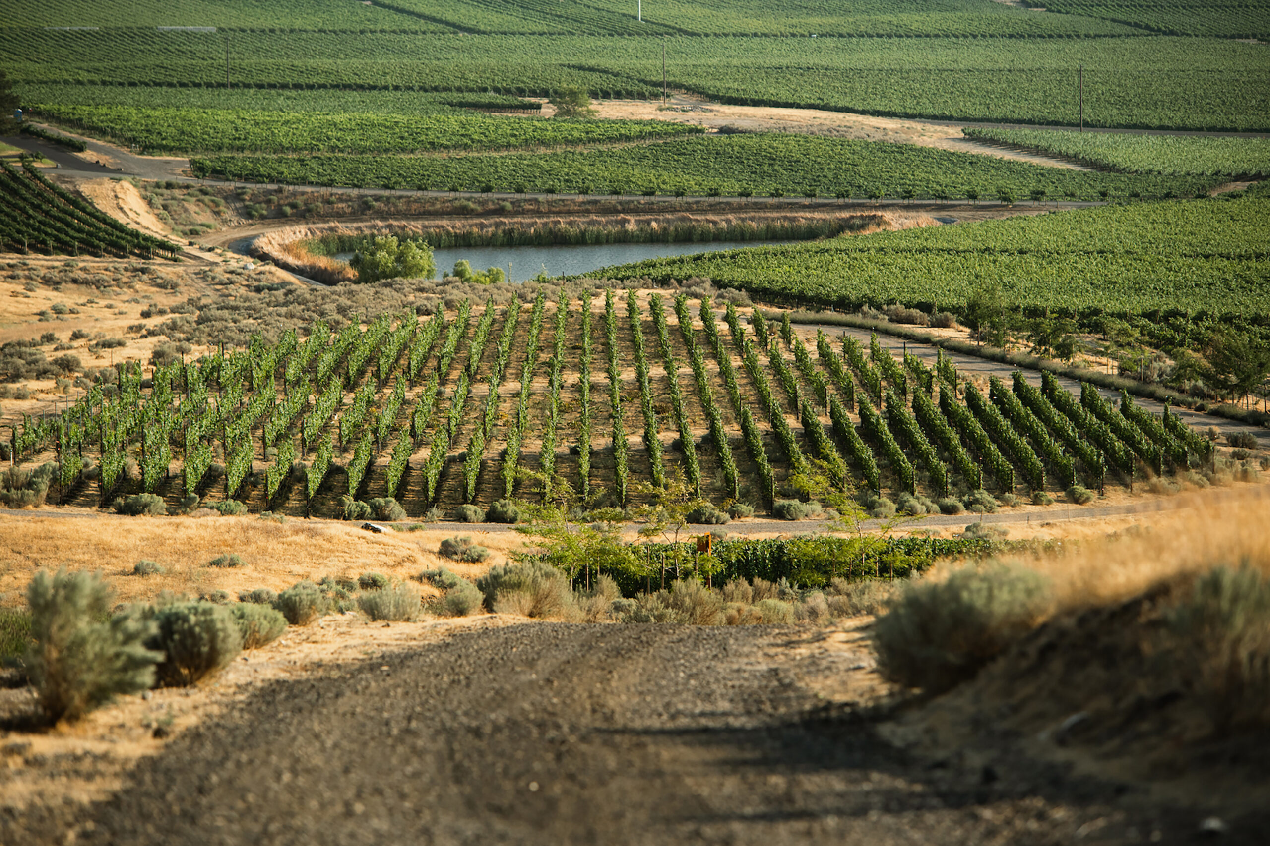 WEV_Vineyard_P1168517-2