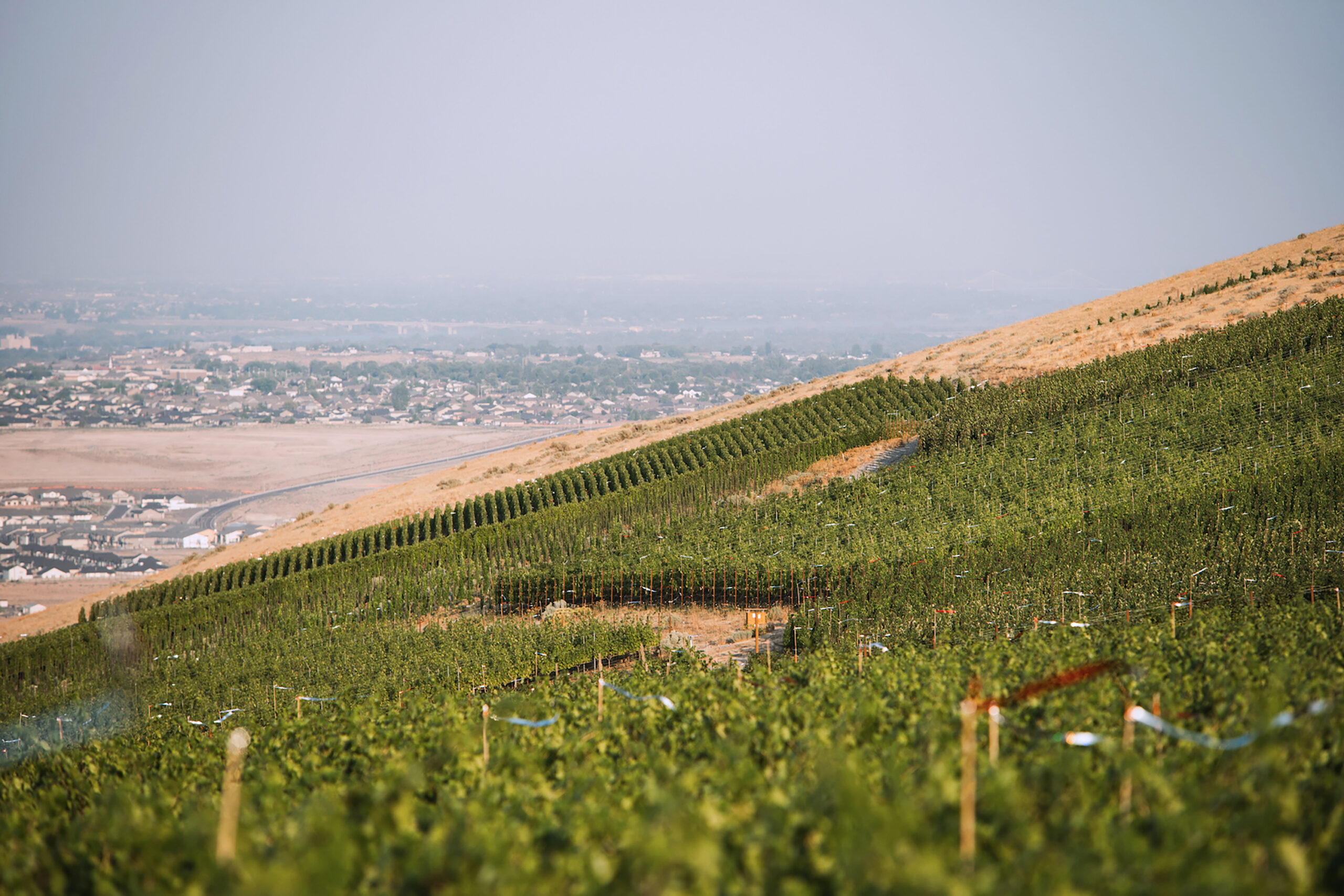 WEV_Vineyard_P1168533