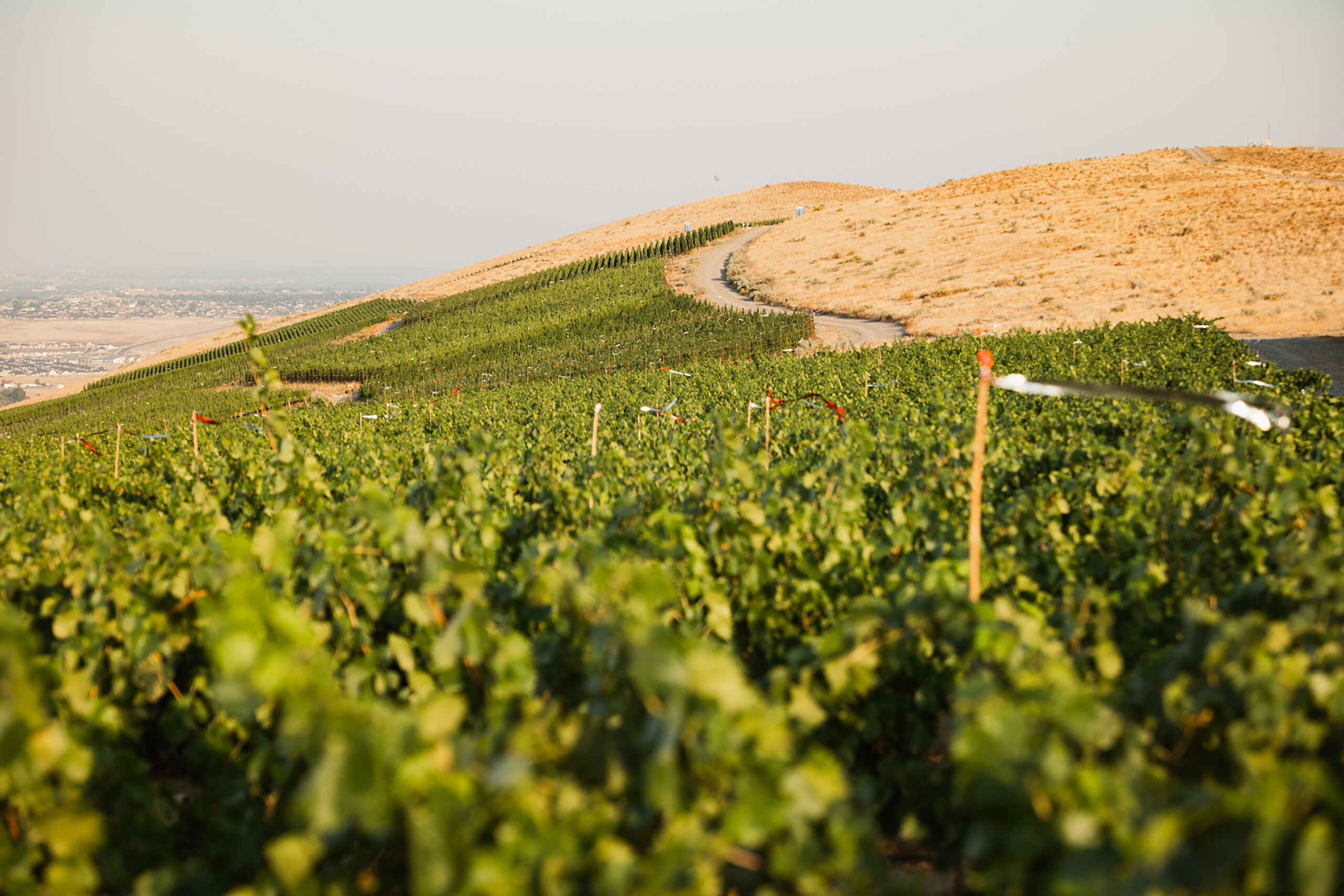 WEV_Vineyard_P1521654
